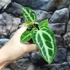 Kép 4/7 - Anthurium 'Crystal Hope'