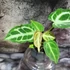 Kép 6/7 - Anthurium 'Crystal Hope'