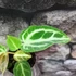 Kép 7/7 - Anthurium 'Crystal Hope'