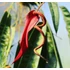 Kép 4/8 - Anthurium wendlingeri