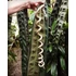 Kép 6/8 - Anthurium wendlingeri