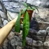 Kép 3/8 - Anthurium wendlingeri