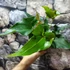 Kép 4/9 - Anthurium ferrierense 'Crisped'