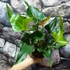 Kép 5/9 - Anthurium ferrierense 'Crisped'