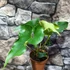 Kép 3/9 - Anthurium ferrierense 'Crisped'