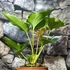 Kép 7/9 - Anthurium ferrierense 'Crisped'
