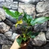 Kép 8/9 - Anthurium ferrierense 'Crisped'
