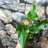 Kép 9/9 - Anthurium ferrierense 'Crisped'