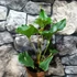Kép 2/9 - Anthurium ferrierense 'Crisped'