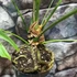 Kép 4/8 - Anthurium pedatoradiatum