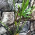 Kép 5/8 - Anthurium pedatoradiatum