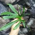 Kép 3/8 - Anthurium pedatoradiatum