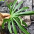 Kép 1/8 - Anthurium pedatoradiatum