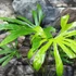 Kép 7/8 - Anthurium pedatoradiatum
