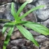 Kép 8/8 - Anthurium pedatoradiatum