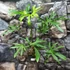 Kép 2/8 - Anthurium pedatoradiatum
