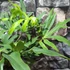 Kép 6/10 - Anthurium podophyllum