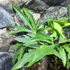 Kép 7/10 - Anthurium podophyllum