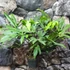 Kép 2/10 - Anthurium podophyllum