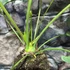 Kép 8/10 - Anthurium podophyllum