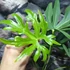 Kép 3/10 - Anthurium podophyllum