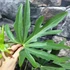 Kép 9/10 - Anthurium podophyllum