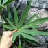 Kép 1/10 - Anthurium podophyllum