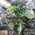 Kép 4/10 - Anthurium podophyllum