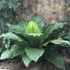 Kép 1/9 - Anthurium Jungle King