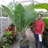 Kép 4/9 - Anthurium Jungle King