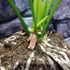 Kép 5/9 - Anthurium Jungle King