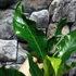Kép 6/9 - Anthurium Jungle King