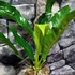 Kép 3/9 - Anthurium Jungle King