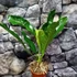 Kép 7/9 - Anthurium Jungle King