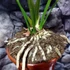 Kép 8/9 - Anthurium Jungle King
