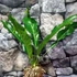 Kép 9/9 - Anthurium Jungle King