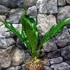Kép 2/9 - Anthurium Jungle King