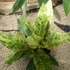 Kép 1/7 - Anthurium hookeri 'Variegata'