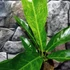 Kép 3/7 - Anthurium hookeri 'Variegata'