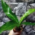 Kép 5/7 - Anthurium hookeri 'Variegata'