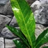 Kép 6/7 - Anthurium hookeri 'Variegata'