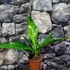 Kép 4/7 - Anthurium hookeri 'Variegata'