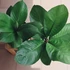 Kép 1/6 - Anthurium Jenmanii