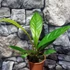 Kép 2/6 - Anthurium Jenmanii