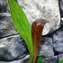 Kép 3/6 - Anthurium Jenmanii