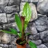 Kép 4/6 - Anthurium Jenmanii