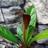 Kép 5/6 - Anthurium Jenmanii