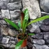 Kép 6/6 - Anthurium Jenmanii