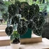 Kép 1/11 - Anthurium clarinervium