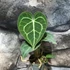 Kép 6/11 - Anthurium clarinervium